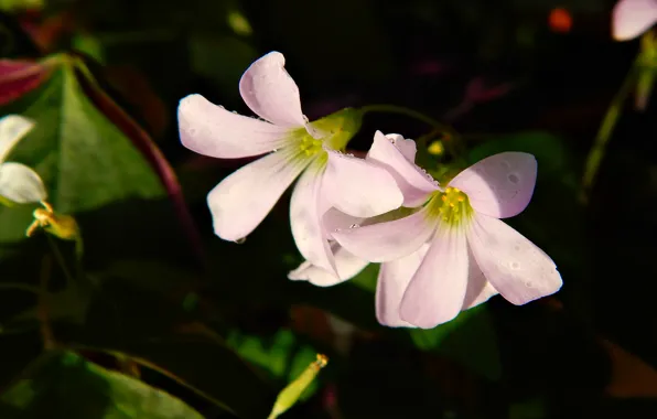 White, leaves, drops, nature, pink, Flowers, spring, plants