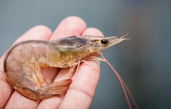 Picture man, hands, shrimp