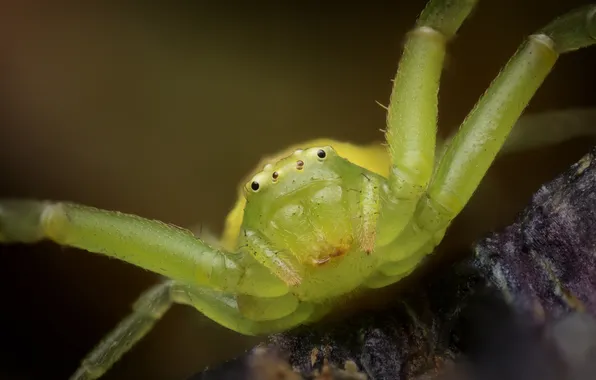 Spider, macro photography of insects, The krestovichok spider, The Krestovik, Ivan Zolin