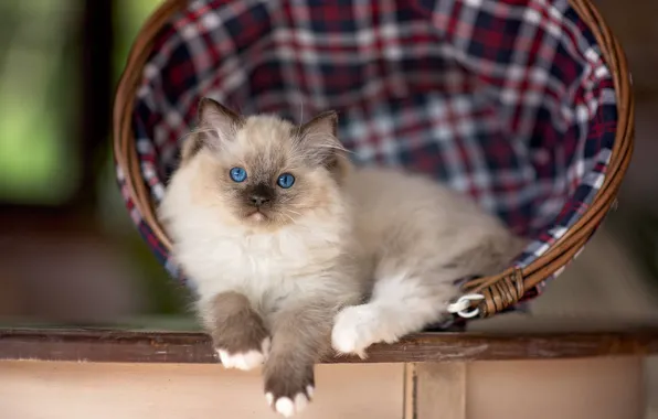 Cat, look, kitty, table, cell, fluffy, lies, face