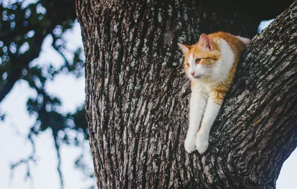Cat, stay, on the tree, cat
