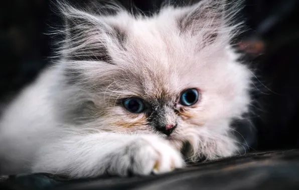 Fluffy, muzzle, kitty, blue eyes