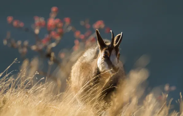 Field, grass, light, nature, background, tree, walk, goat