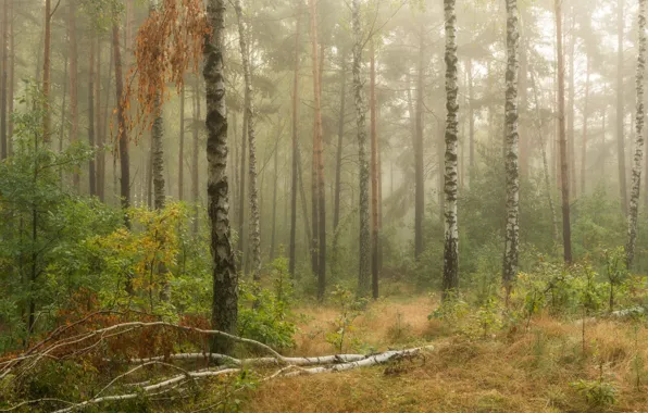 Picture autumn, forest, trees, fog, birch
