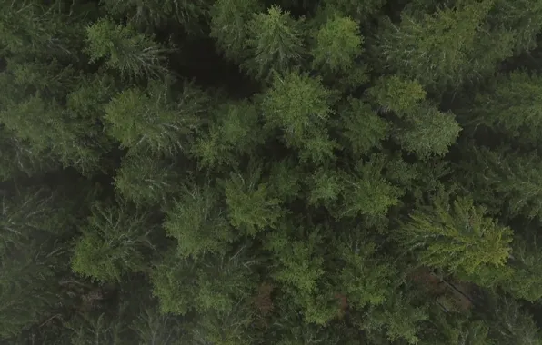 Forest, twilight, taiga
