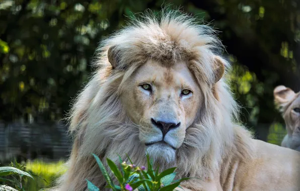 Picture white, look, face, portrait, Leo