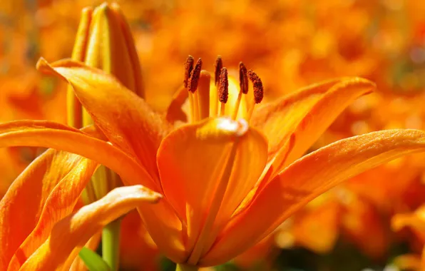 Flower, summer, macro, light, Lily, orange, petals, garden