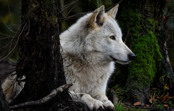 Picture nature, predator, animal, wolf, wildlife, portrait, portrait., Canis lupus. face