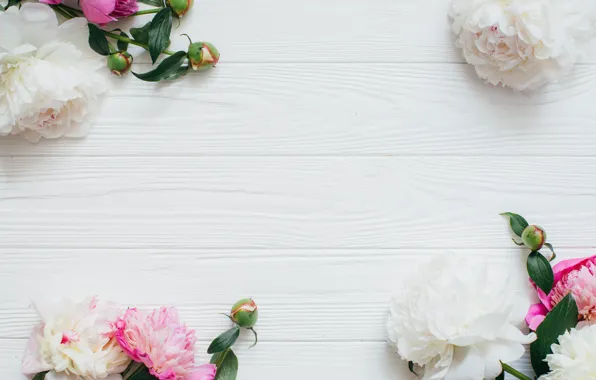 Picture Flowers, Spring, Buds, Peonies, Wooden background
