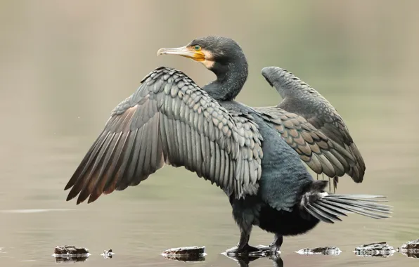 Stones, bird, wings, feathers, pond, cormorant, wingspan