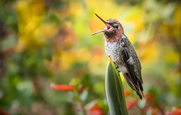 Picture bird, feathers, beak, color