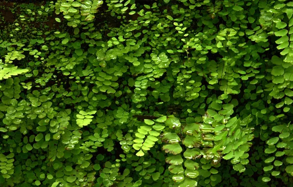 Greens, macro, plant, fern, adiantum