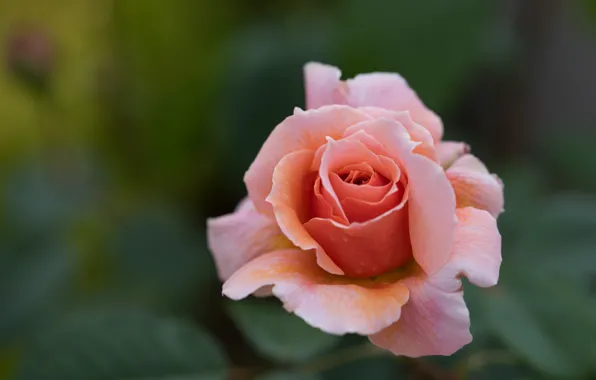 Flower, background, pink, rose, orange, Bud, blurred, salmon
