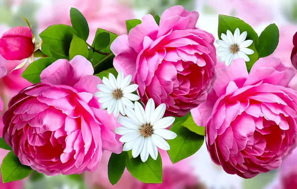 Graphics, flowers, roses