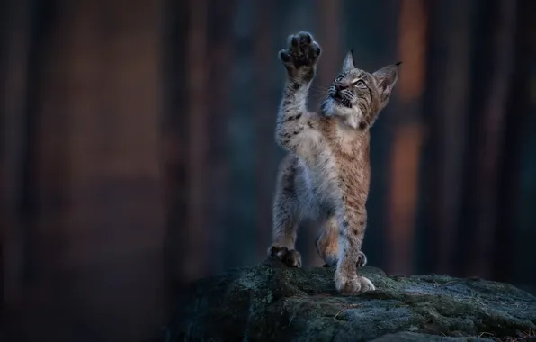 Forest, pose, stone, paw, lynx, a small lynx
