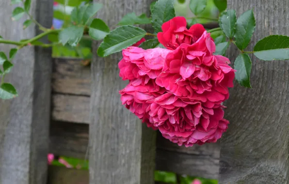 Board, the fence, rose, briar