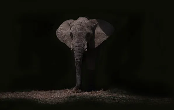 Night, nature, elephant