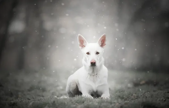 Picture winter, frost, forest, grass, look, face, snow, nature