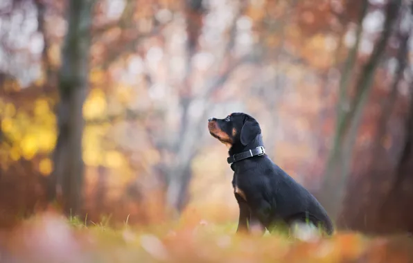 Autumn, leaves, Park, foliage, dog, puppy, profile, sitting