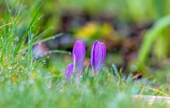 Picture grass, drops, flowers, glade, spring, crocuses, lilac