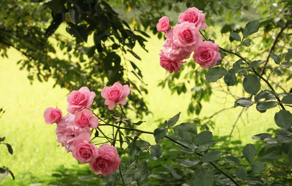 Greens, summer, leaves, light, flowers, branches, glade, roses