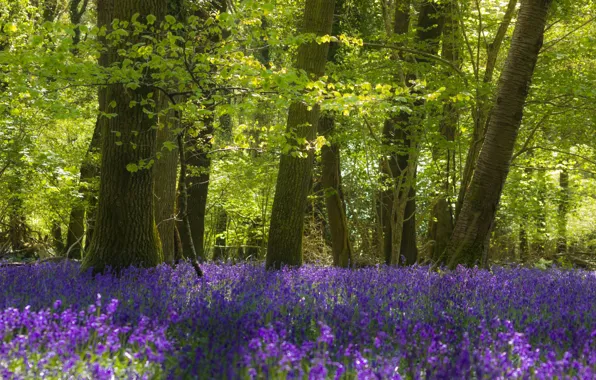 Forest, light, trees, branches, nature, Park, thickets, trunks