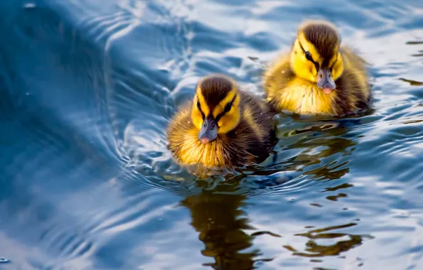 Water, duck, a couple, ducklings, Chicks
