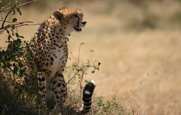 Picture ambush, Cheetah, the bushes