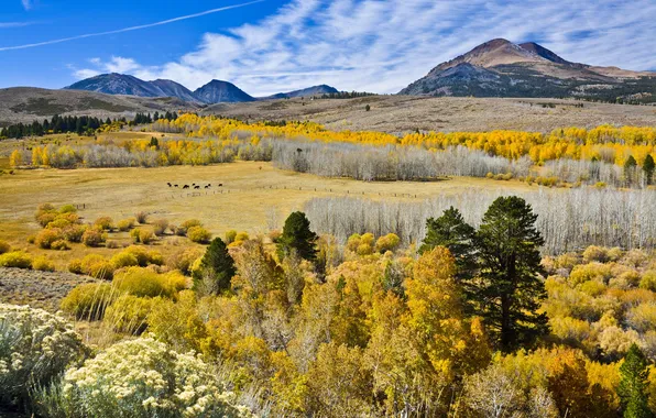 Picture autumn, the sky, trees, mountains, valley, cows