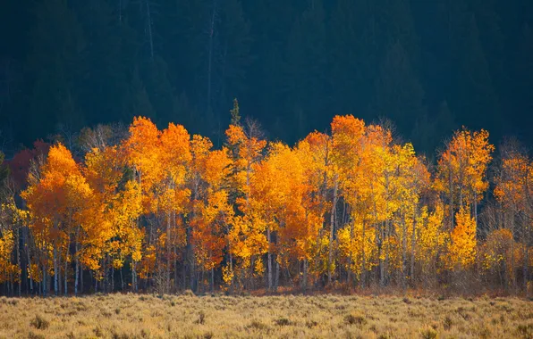 Field, autumn, grass, leaves, trees