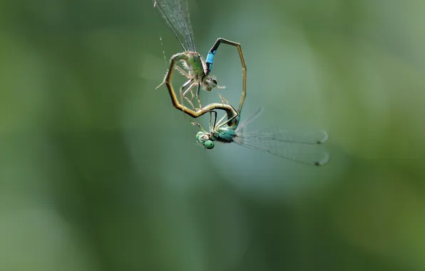 Insects, bokeh, dragonflies