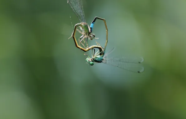 Picture insects, bokeh, dragonflies