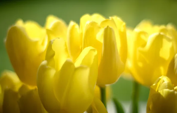 Light, flowers, yellow, petals, tulips