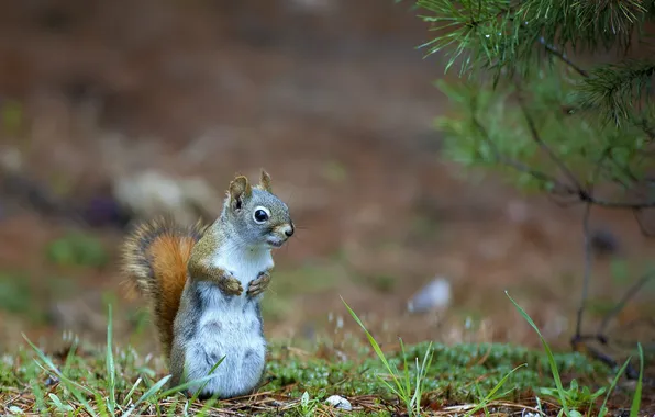 Grass, branches, protein, coniferous