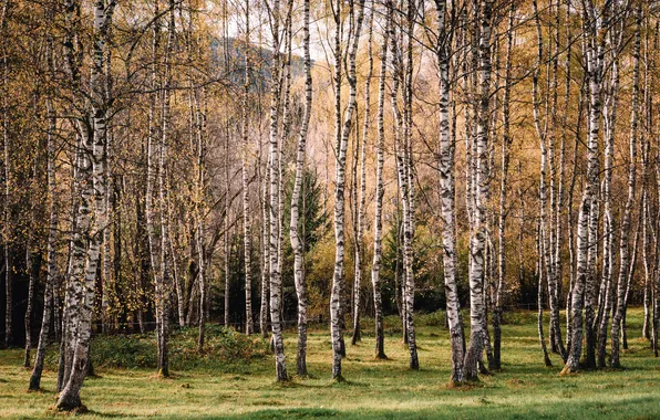 Summer, nature, birch