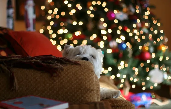 Picture lights, house, sofa, mood, tree, dog, pillow, blankets