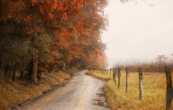 Road, autumn, the fence