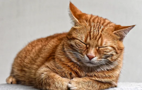 Picture cat, sleeping, red