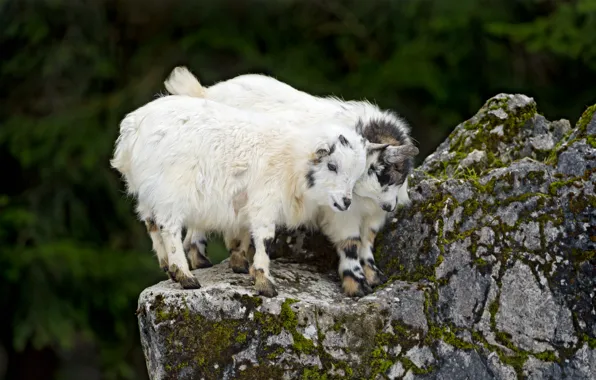 Stone, pair, goats, goat, cubs, ©Tambako The Jaguar, goats