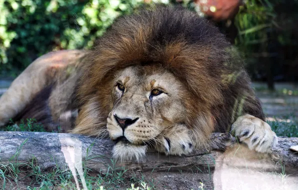 Look, face, nature, stay, Leo, paws, mane, lies