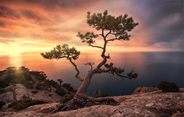 Picture sea, landscape, sunset, rock, tree