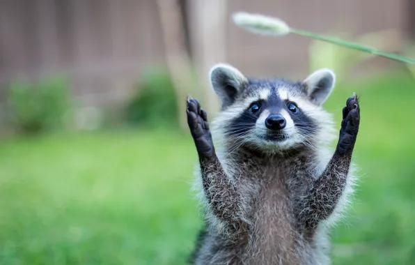 Picture nature, animal, paws, raccoon
