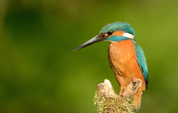 Bird, moss, branch, green background, bitches, Kingfisher