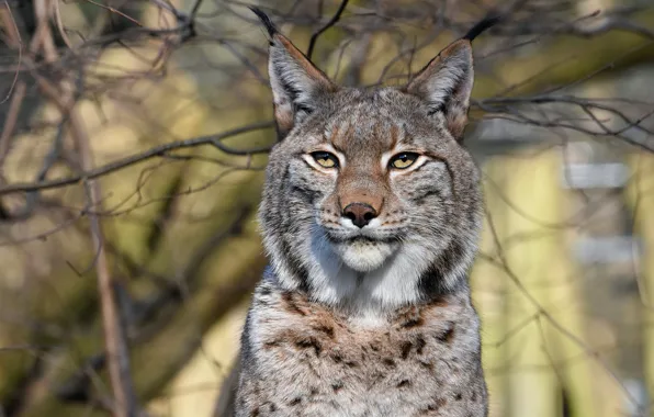 Face, branches, portrait, lynx