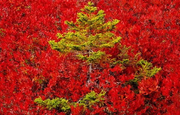 Autumn, forest, trees, paint, color, slope, pine