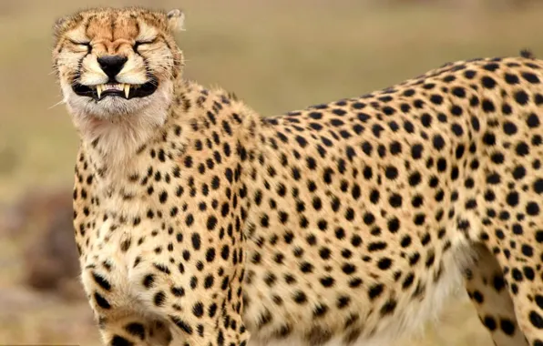 Picture animal, fast, cheetah, big cat, smiling cheetah