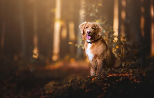 Autumn, forest, look, nature, pose, dog, face, Aussie