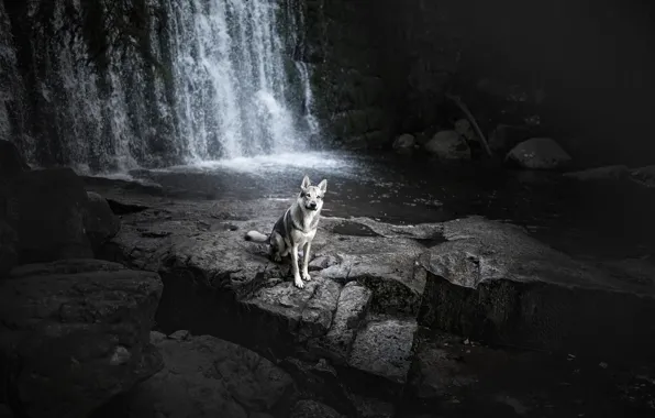 River, waterfall, dog