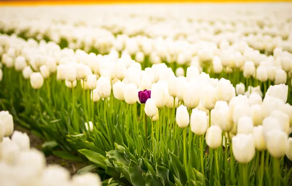 Field, flowers, pink, spring, tulips, white, buds, a lot