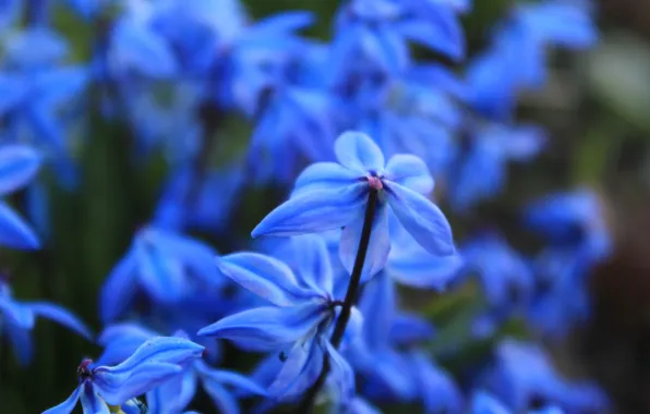 Picture the sun, flowers, nature, blue, beauty, spring